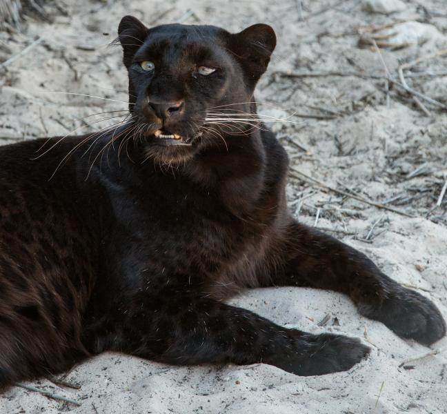 Черный ягуар Плюшка из самарского зоопарка отметила 15-летие