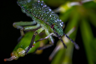 Высосали кровь и проникли в квартиру: клопы атакуют горожан 