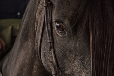 В российском селе спасли лошадь, которая провалилась в глубокий колодец