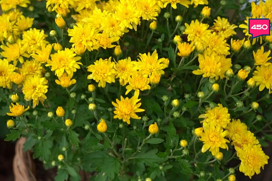 Составляем грунт для посадки хризантем. Дачные сезоны