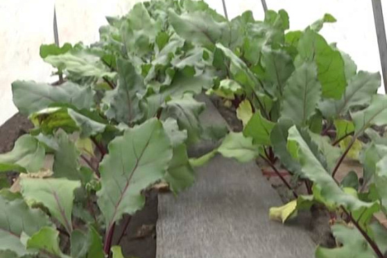 Дачные советы 14.08.2014