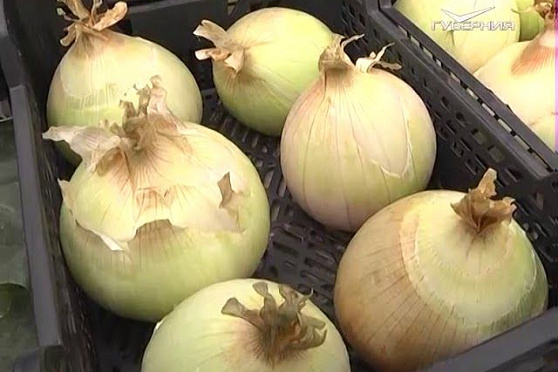 Дачные советы 28.09.2017. Продолжаем уборку урожая-2017