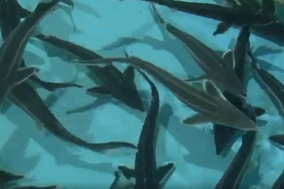 В Волгу выпустили 12 тысяч мальков сазана