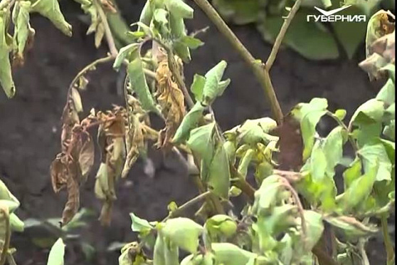 Дачные советы 6.08.2015 