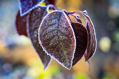 Рабочая неделя в Самарской области начнется с морозов