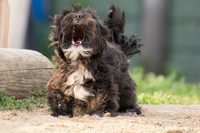 Вместо петухов сызранцев каждое утро будит собачий лай