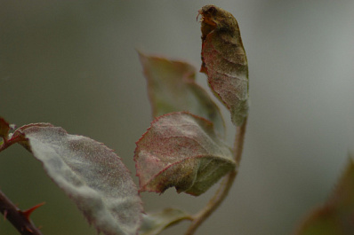 Ночные заморозки: в Самарской области похолодает до 0 °C