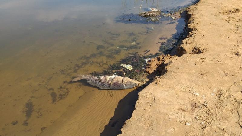 Власти Тольятти опровергли сообщения о вывозе снега к водоему, где нашли мертвую рыбу