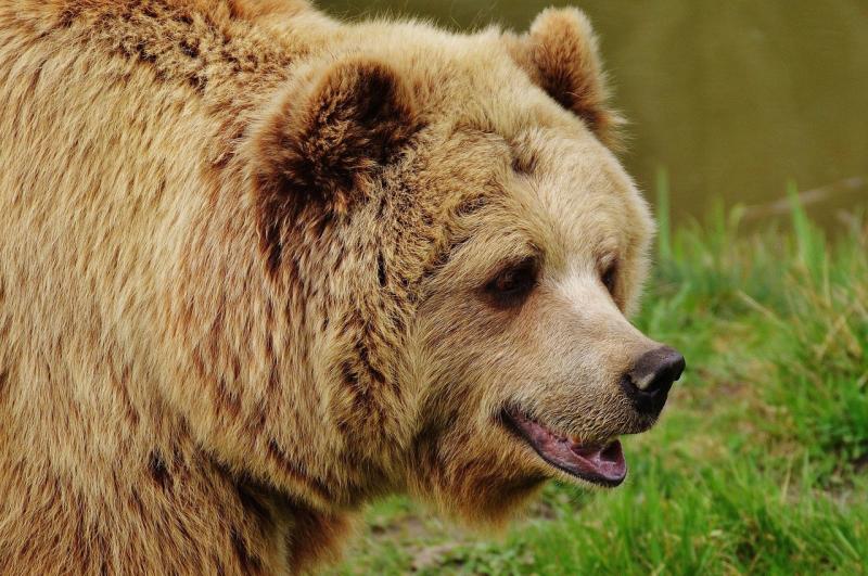 Жителей Новосибирска просят не посещать лес из-за возможной встречи с медведем