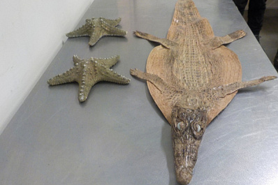 В "Курумоче" у туристки из Хургады нашли шкуру метрового нильского крокодила