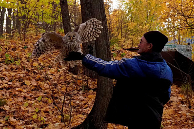 В Самарской Луке в естественную среду отпустили сову, которую в августе сбила машина