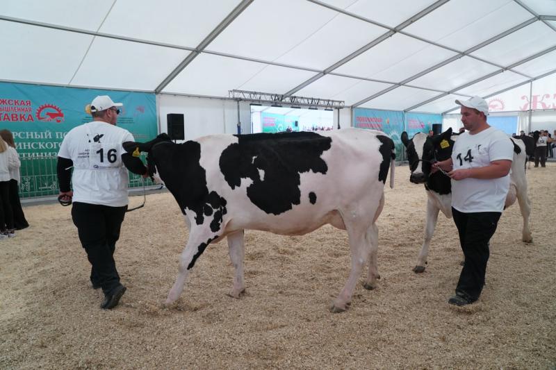 Умная ферма: сколько времени и сил требуют племенные коровы