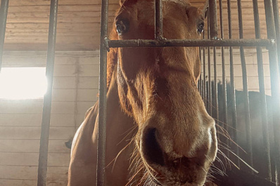 Машинист пригородного поезда не успел затормозить и сбил табун лошадей