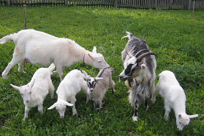 В Самарской области будут судить похитителя коз