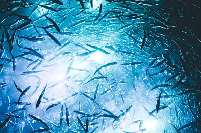 В Волгу выпустили больше 16,5 тысяч мальков стерляди