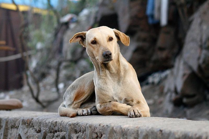 В Самаре из-за недобросовестного подрядчика расторгли контракт на отлов собак