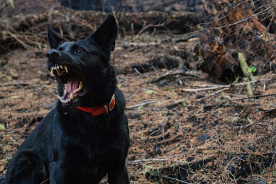 На Урале женщина выплатит компенсацию за нападение своего пса на ребенка