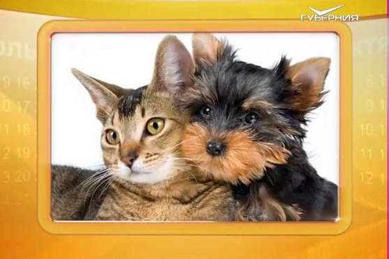 Календарь губернии 30.11.2016