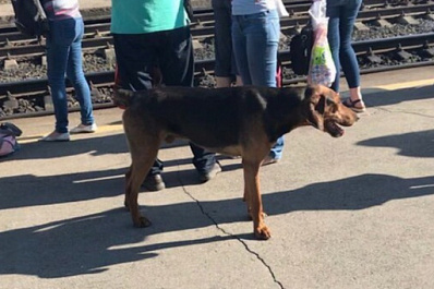 Сызранский Хатико: на железнодорожном вокзале обнаружен одинокий пес
