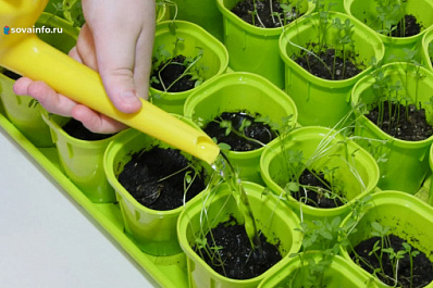 В Самаре дети и подростки с ОВЗ осваивают растениеводство