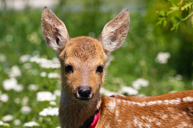 В Самаре выбрали имя для второго спасенного косуленка