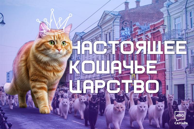 Фоторепортаж из "столицы" кошек: любуемся четвероногими жителями Самарского района