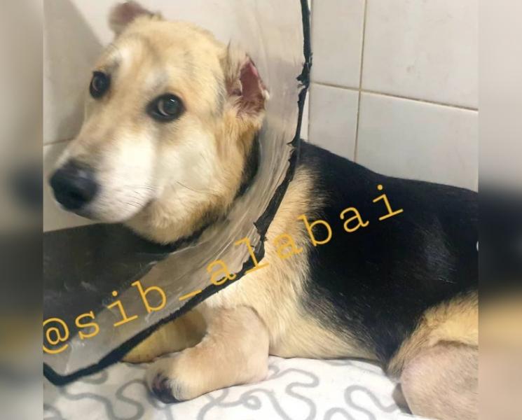 В Новосибирске хотят сделать башмачки для пса с ампутированными лапами