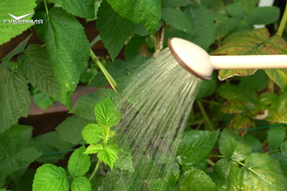 Подкармливаем сад. Дачные сезоны