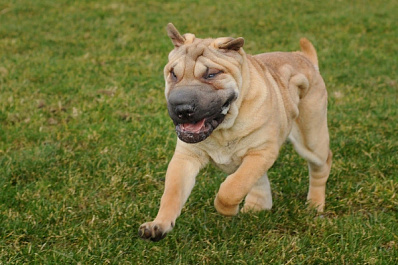 Плюшевый ужас: в Самарской области собака набросилась на ребенка и прокусила ему ногу
