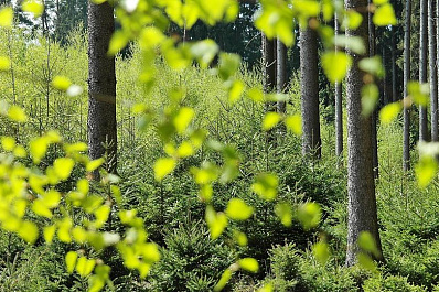 Самарская Лука станет центром притяжения экотуристов в регион