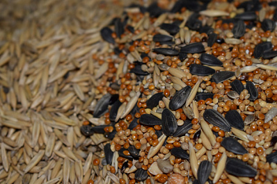 В Самарской области посчитали, сколько организаций хранили некачественные крупы