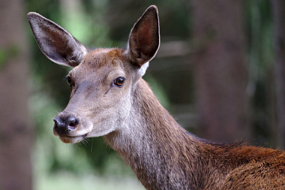Название статьи