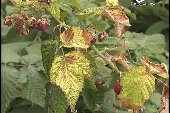 Дачные советы 01.09.2016. Посадочный сезон. Грибковые заболевания