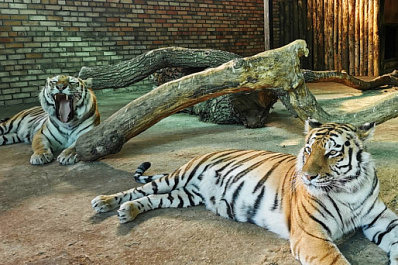 Амурские тигры из Самары растрогали интернет-пользователей