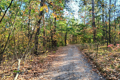 В Самарской области из-за нашествия вредителей провели восстановительное озеленение