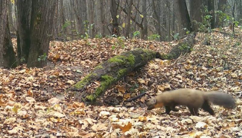 Пришла в гости к барсукам: в фотоловушку Жигулевского заповедника попалась куница