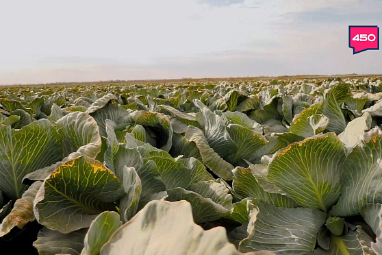 Овощное ассорти и первая голубика. Агрокурьер