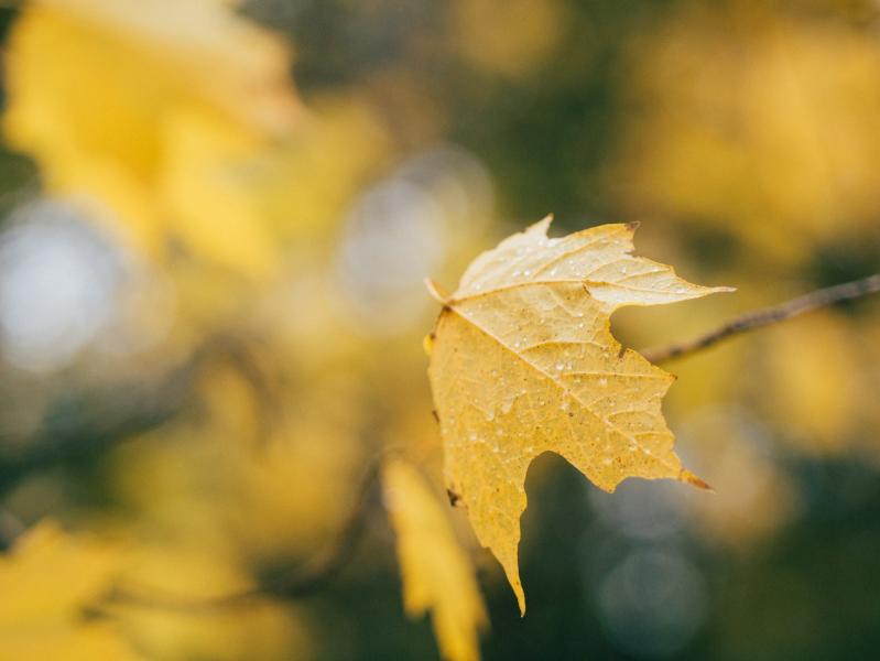 Погода на 16 сентября 2025 года: народные приметы и прогноз синоптиков 