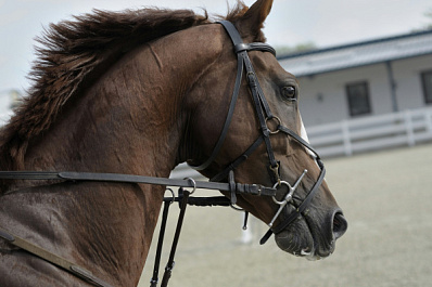 В Самаре на древесные стружки для лошадей конной полиции потратят 453 тысячи рублей