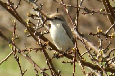 В Самарской области сфотографировали редкую птицу