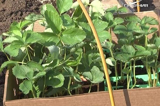 Открываем сезон посадок. Дачные советы от 23.08.2018