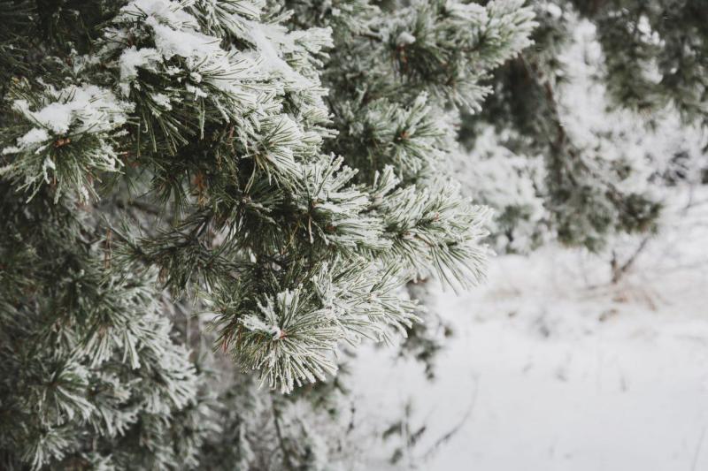 Морозы и скачок давления ожидаются в Самарской области на этой неделе 