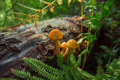 Самарцам рассказали, как не отравиться грибами