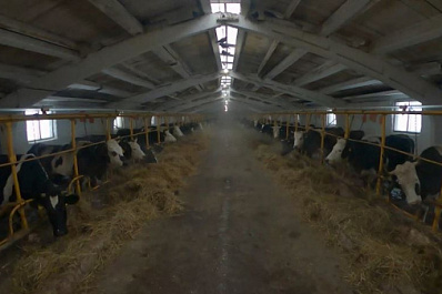 В губернии действует запрет на ввоз продукции животноводства из Оренбургской области и Казахстана