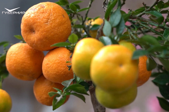 Готовим цитрусовые к весне. Дачные сезоны