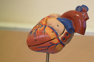 Врач-кардиолог Татьяна Башева рассказала, как ссоры влияют на здоровье сердца