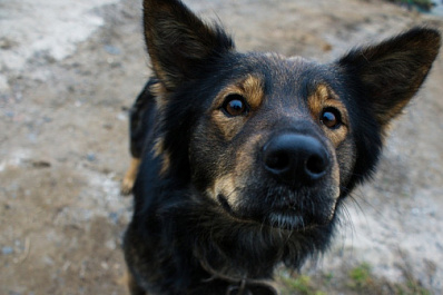 В Самарской области депутаты поддержали запрет отстрела диких собак