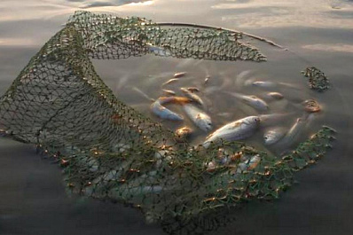 "Наметала" срок: пенсионерка хотела продать рыбу с наркотиками 