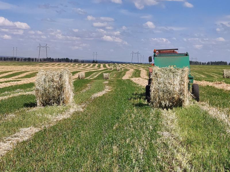 Поле с конем: как в Самарской области выращивают пшеницу и разводят лошадей