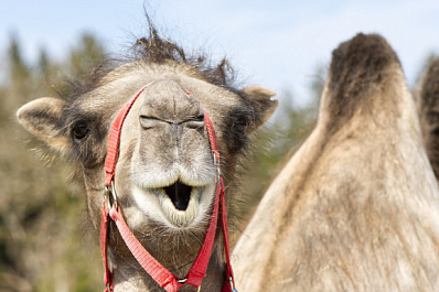 Непрошеный гость: верблюда без документов хотели привезти в Нижний Новгород